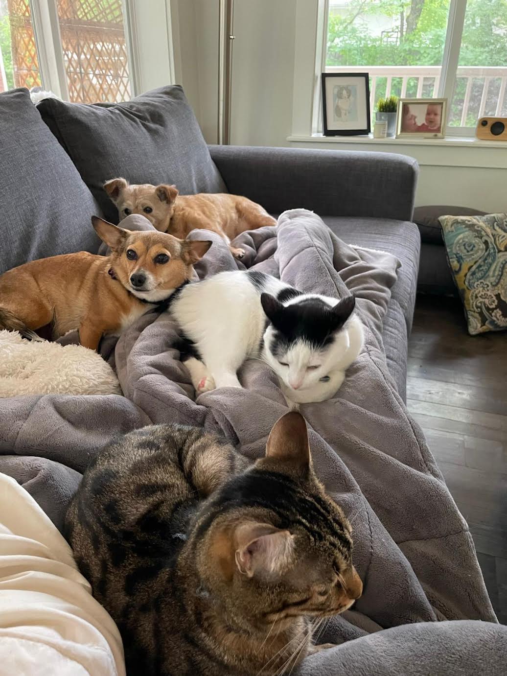 Nina Migalski Pets.jpg